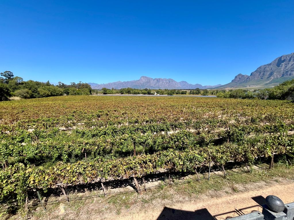 Wijncultuur Zuid Afrika